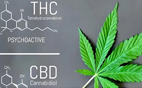 依利特參與起草的工業(yè)大麻團(tuán)體標(biāo)準(zhǔn)已經(jīng)實(shí)施了！